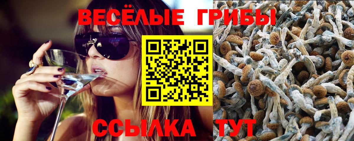 Ростов Великий  Псилоцибиновые грибы Psilocybe  Вход с VPN 